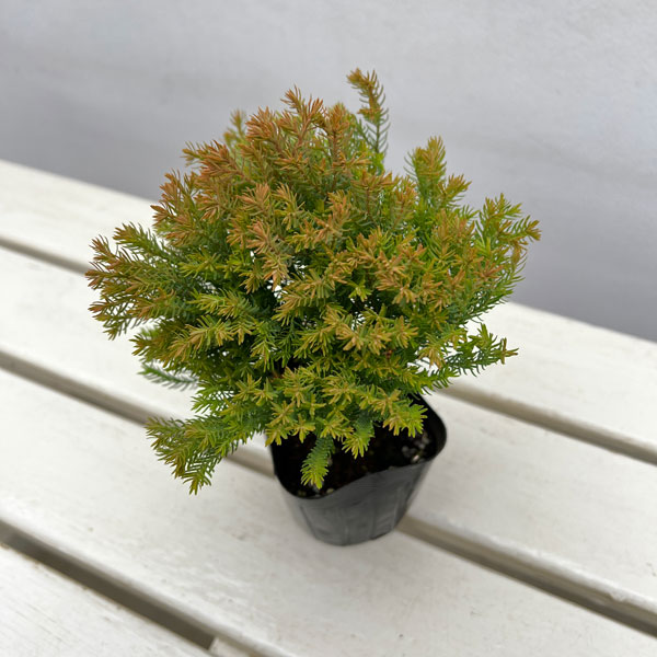 コニファー（サワラ）：ブルーバード(ボールバード)紅葉株　3号ポット