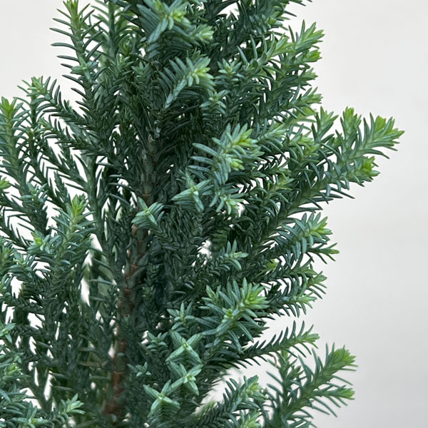 コニファー(ローソンヒノキ)：エルウッズ ブルーエンパイア3号ポット