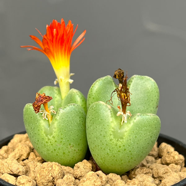 コノフィツム：祝典　2.5号ポット