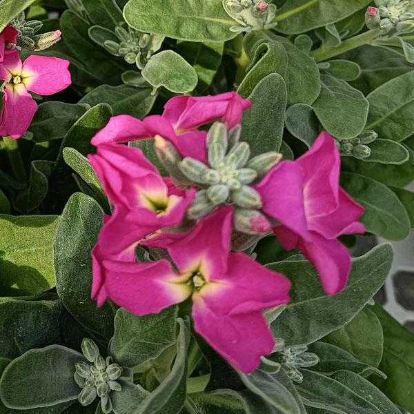 ストック：ベイビー　ローズ（一重）3-3.5号ポット