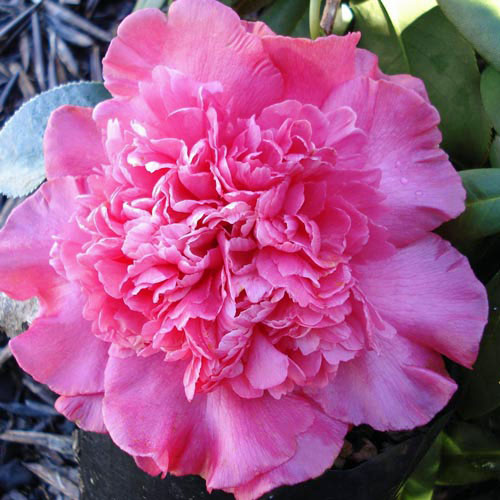 椿（ツバキ）：エレガンスシュープリーム　4号ポット