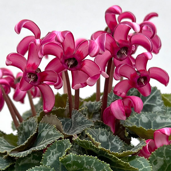 シクラメン（ミニ）：カール（25-01）3-3.5号ポット【現品販売】