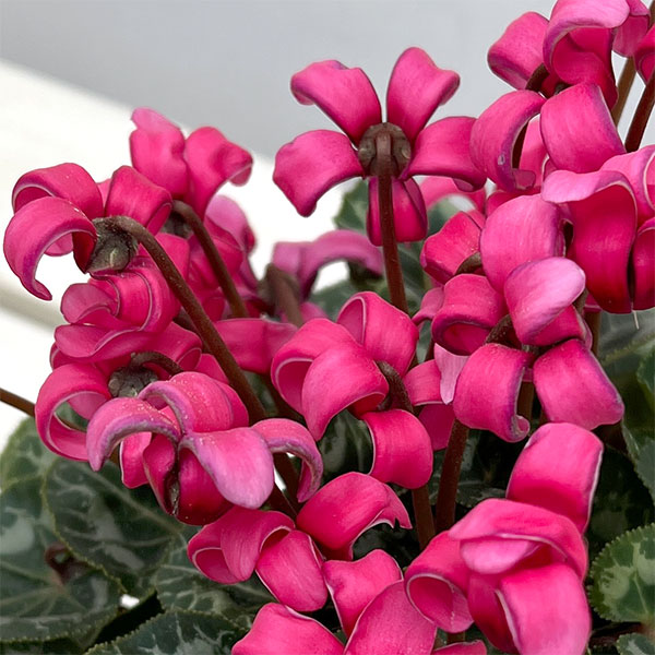 シクラメン（ミニ）：カール（25-02）3-3.5号ポット【現品販売】