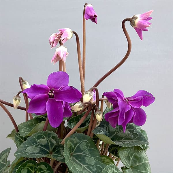 シクラメン：ローゼス　ブルー3.5号ポット