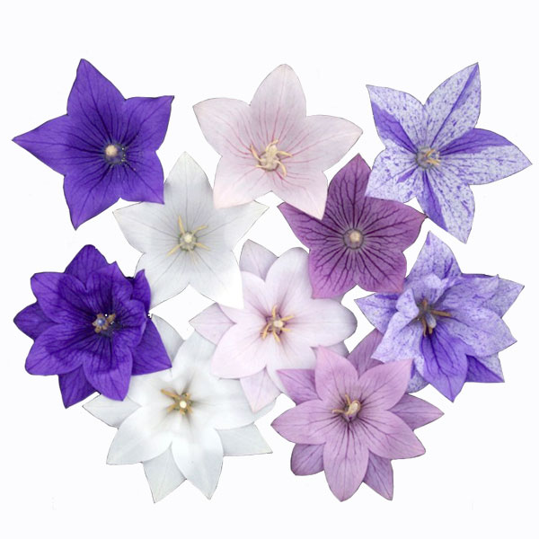 おもてなしキキョウ11種セット