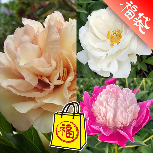 シャクヤク・インターセクショナルハイブリッド3種セット