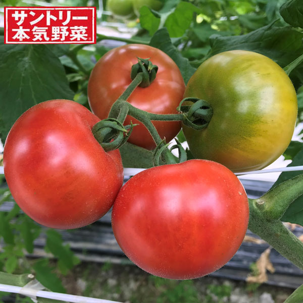 [26年4月下旬予約]トマト：こいあじ中玉自根苗3号ポット 6株セット