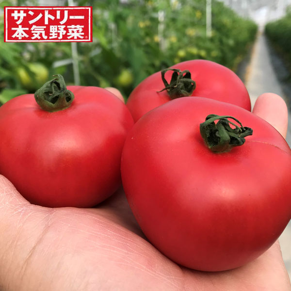 [26年4月下旬予約]トマト：こいあじ中玉自根苗3号ポット 12株セット