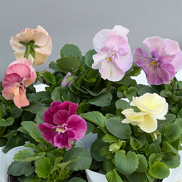 パンジー（八重咲き）：はごろも咲き　ベール3.5号ポット 3株セット