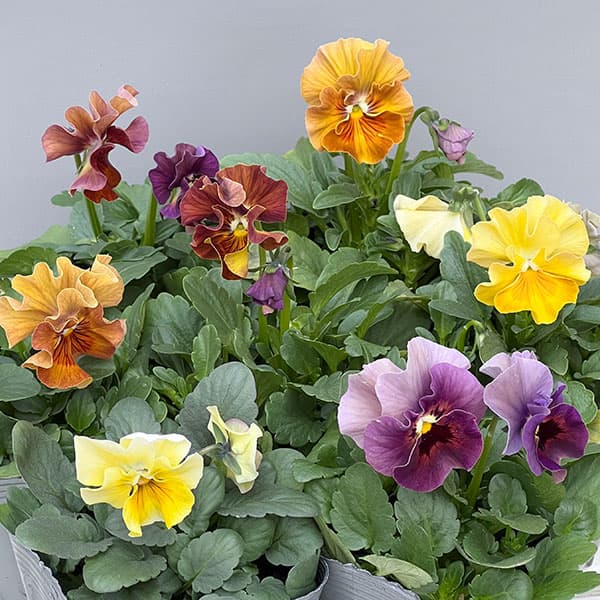 見元園芸さんのビオラ：グリオットピスターシュ3-3.5号ポット 6株セット
