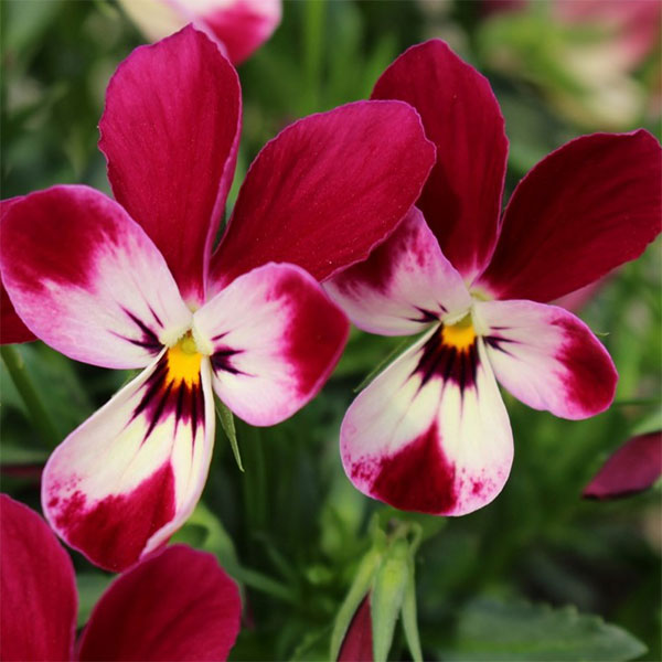 見元園芸さんのビオラ：ルビーラパン3-3.5号ポット* 3株セット