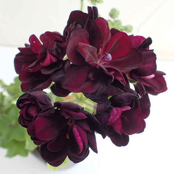 アイビーゼラニウム：シビルトミー4号ポット*