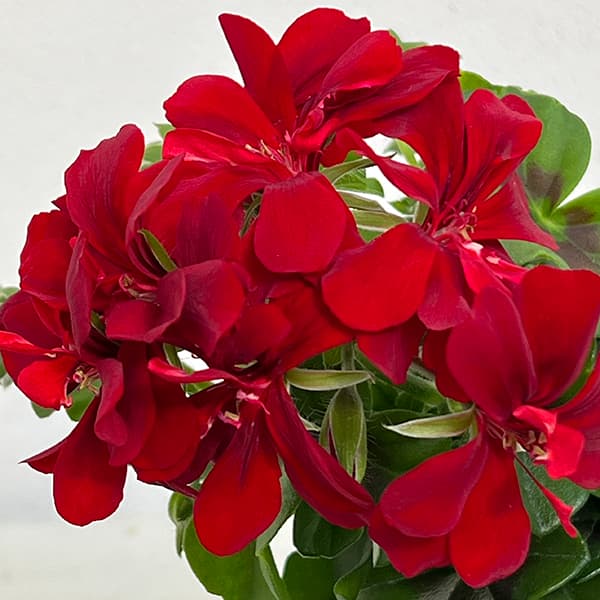 アイビーゼラニウム：シビルベッキー4号ポット*