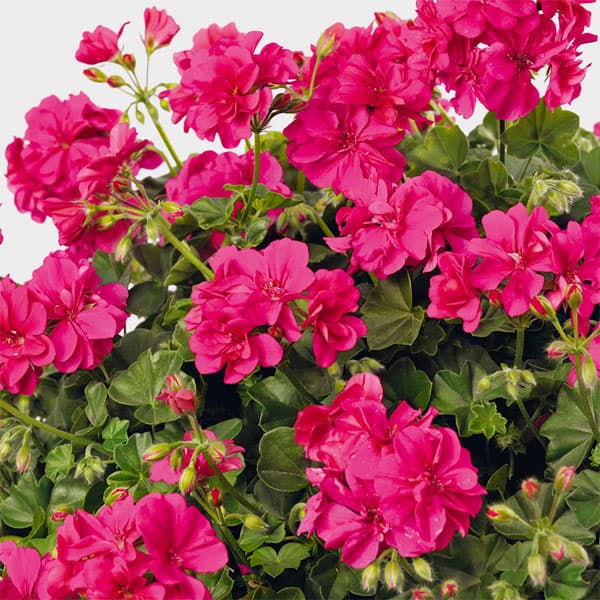 アイビーゼラニウム：シビルロッキー4号ポット*