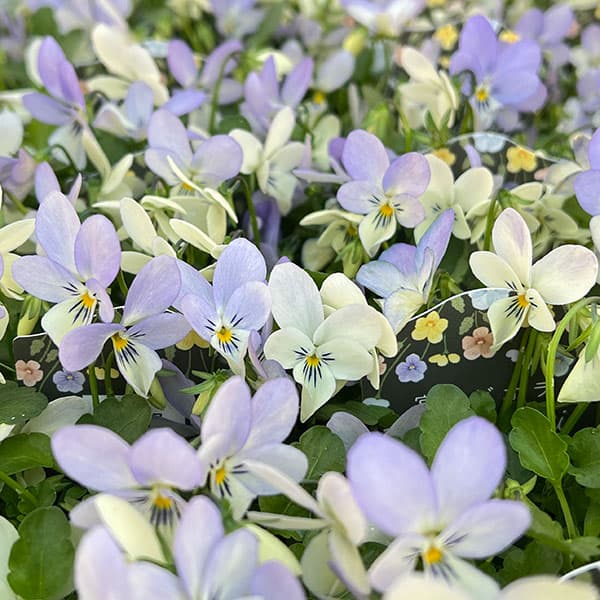 ビオラ：宮崎ビオラ（石川園芸さん）　白うさぎ3号ポット 6株セット