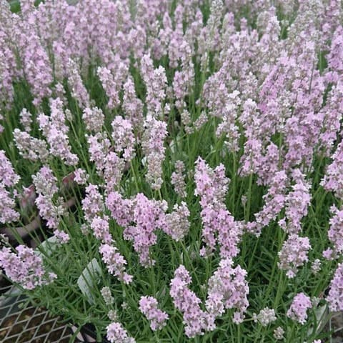 [26年4月下旬予約]イングリッシュラベンダー ピンク5号鉢植え