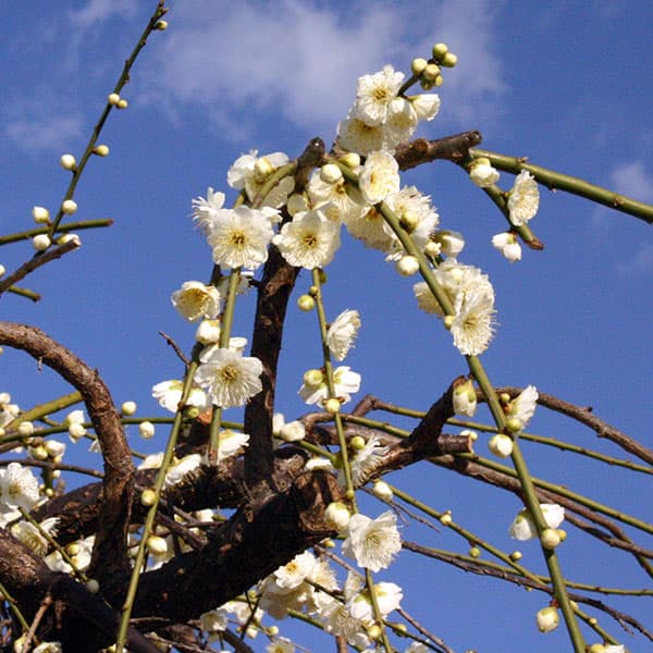 花梅（ハナウメ）：緑萼（リョクガク）枝垂れ8号ポット