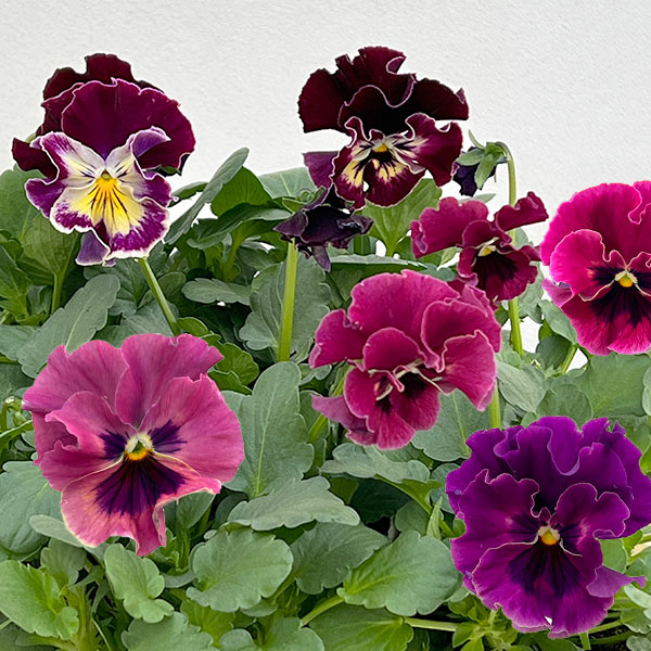 ビオラ：宮崎ビオラ　ボルドー3号ポット