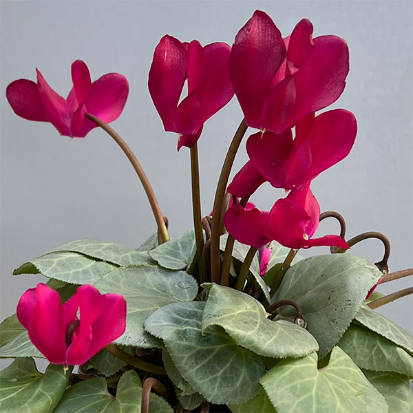 シクラメン（ミニ）：白銀の世界（レッド系）3号ポット