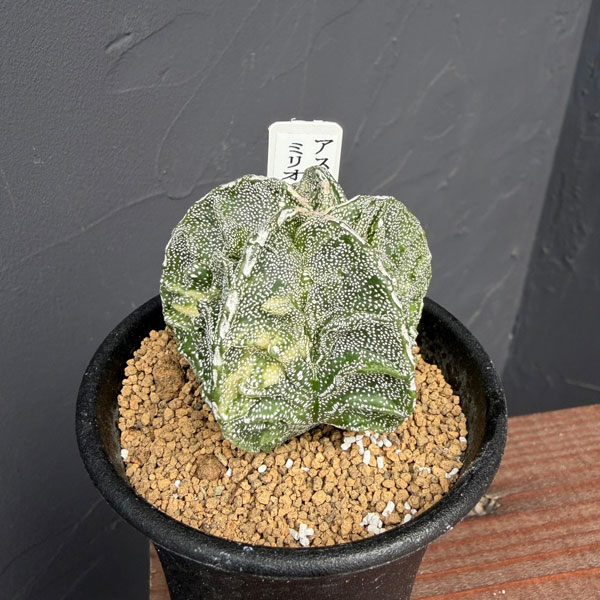 サボテン：アストロフィツムミリオスティグマ　複隆　バリエガータ　2.5号鉢植え