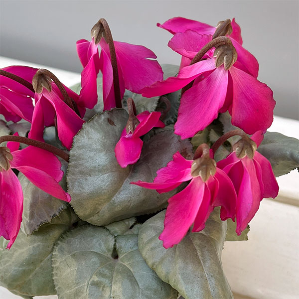 シクラメン（ミニ）：白銀の世界（反り返りにくいピンク系）3号ポット