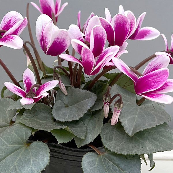 シクラメン（ミニ）：白銀の世界（パープルホワイト・ファンタジア系）3号ポット