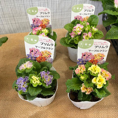 プリムラジュリアン：マーブルフラン花色ミックス 3号ポット