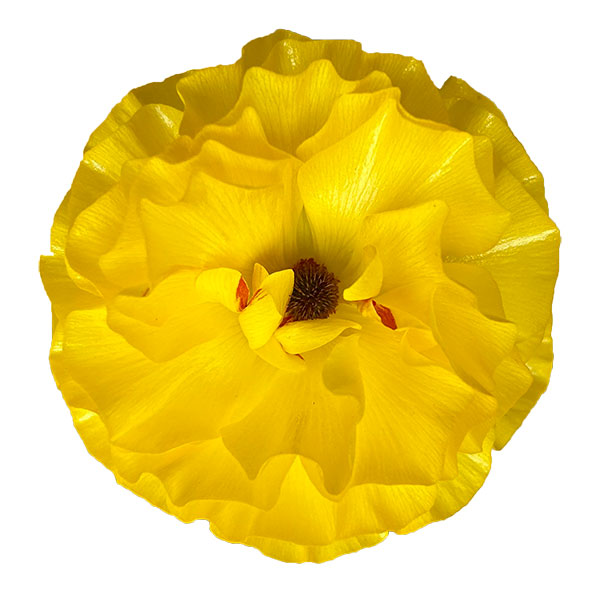 [26年1月中下旬予約]ラナンキュラス：ラックス　スーリヤ3.5-4号ポット