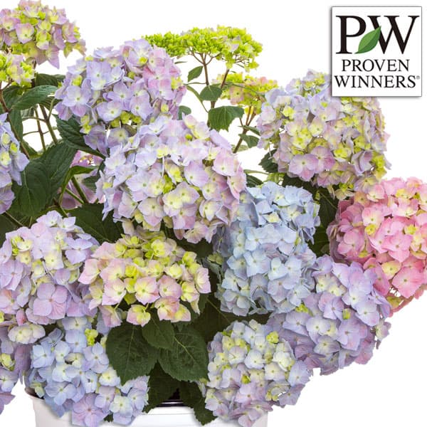 [26年5月中下旬予約]アジサイ：サマーメドレー ペールシャボン5号鉢植え