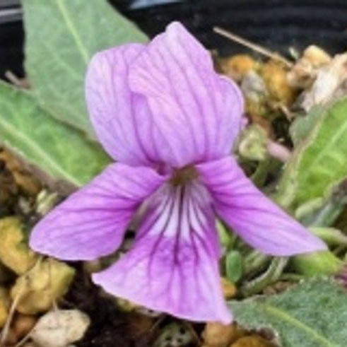 [26年1月中下旬予約]スミレ：ノジスミレ桃花2.5号ポット