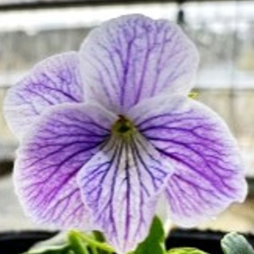 [26年1月中下旬予約]スミレ：リュウキュウコスミレ海碧（カイヘキ）2.5号ポット