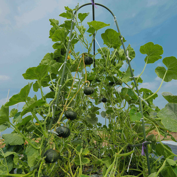 [送料無料][26年4月下旬予約]カボチャ：パンプキッズ自根苗3.5号ポット 20株セット