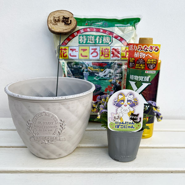 見元園芸さんのビオラ：にゃんにゃんぽこにゃん植え込みセット（ホワイト鉢・エックスエナジー付）