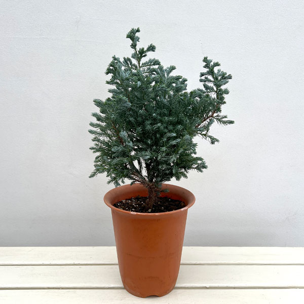 コニファー（サワラ）：ブルーバード(ボールバード) 6号鉢植え