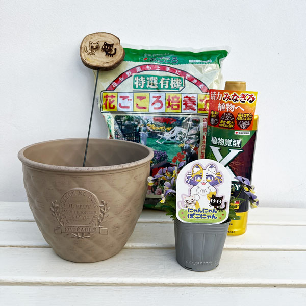 見元園芸さんのビオラ：にゃんにゃんぽこにゃん植え込みセット（ベージュ鉢・エックスエナジー付）