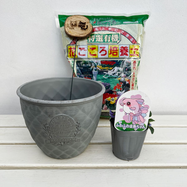 見元園芸さんのビオラ：ふわふわ金魚ちゃん　植え込みセット（グレー鉢）