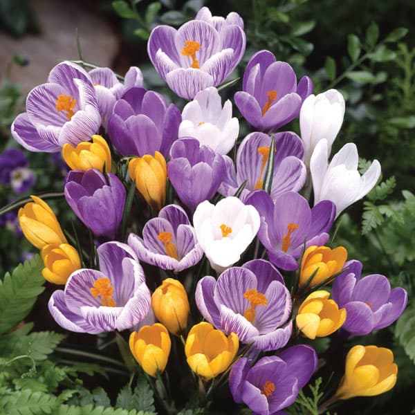 クロッカス：花色アソート3号 7ポットセット