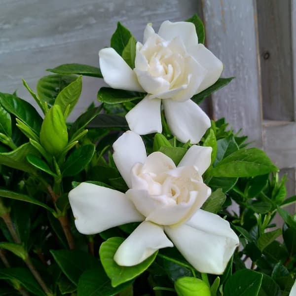 クチナシ：四季咲きクチナシ4.5号ポット