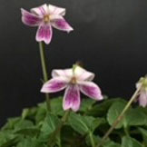 [26年1月中下旬予約]スミレ：台湾ニョイスミレ2.5号ポット