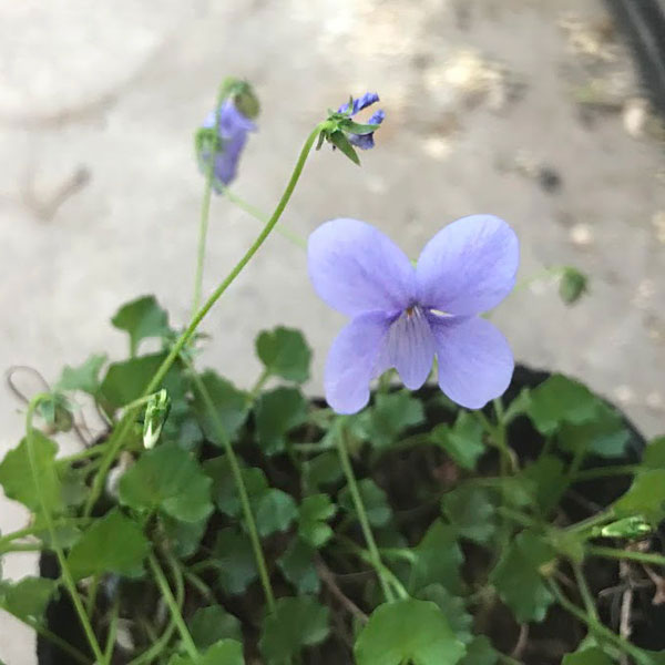 [26年1月中下旬予約]スミレ：バンクシィ ベイビーブルー2.5号ポット