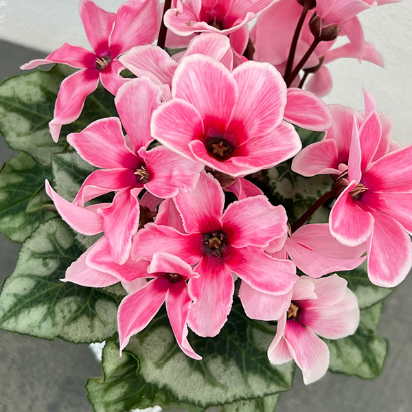 シクラメン：アンジュ リップピンク3.5号底面給水角鉢