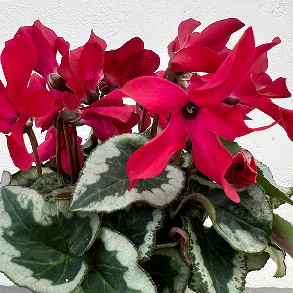 シクラメン：アンジュ ワイン3.5号底面給水角鉢