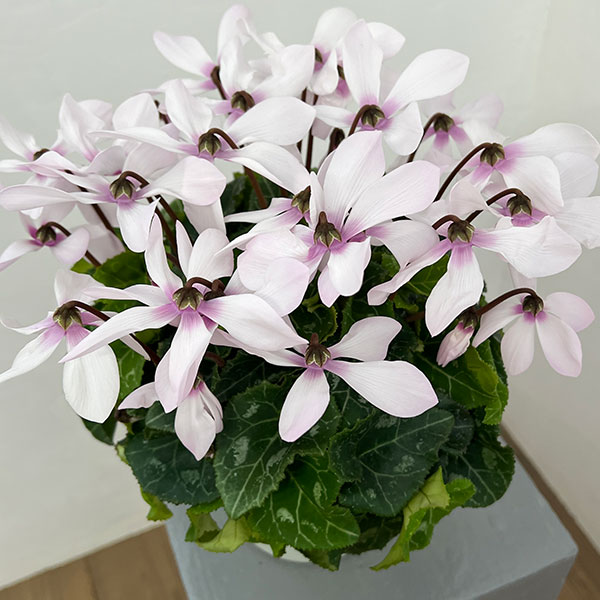 シクラメン：オートジャイロ（25-05）5号鉢植え【現品販売】