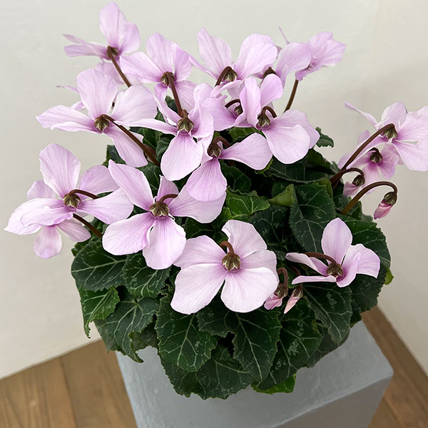 シクラメン：オートジャイロ（25-06）5号鉢植え【現品販売】