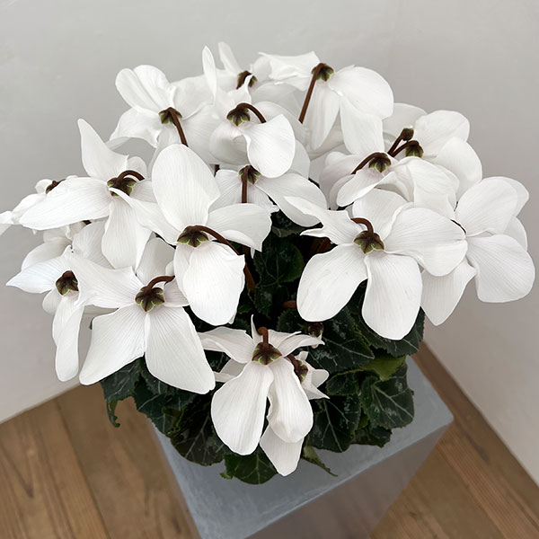 シクラメン：オートジャイロ（25-07）5号鉢植え【現品販売】