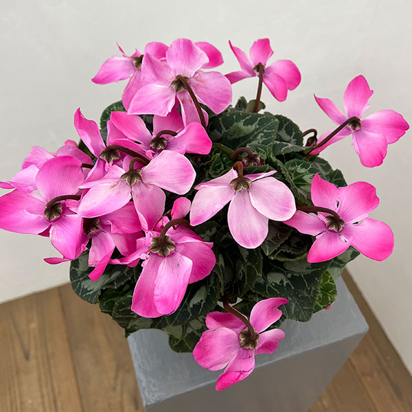 シクラメン：オートジャイロ（25-08）5号鉢植え【現品販売】