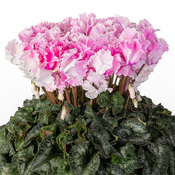 25-01：シクラメン：キャンディーケーン5号鉢植え・佐藤壮真氏