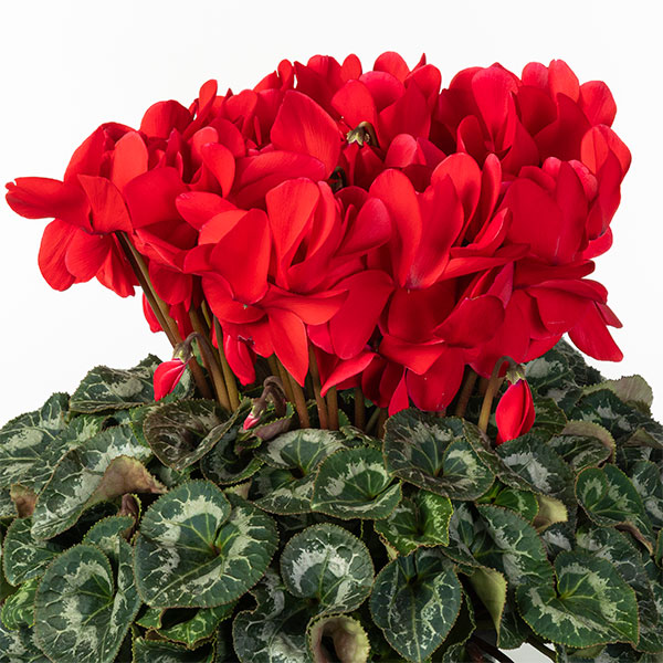 25-02：シクラメン：ヨハンシュトラウス6号鉢植え・小久保憲一氏