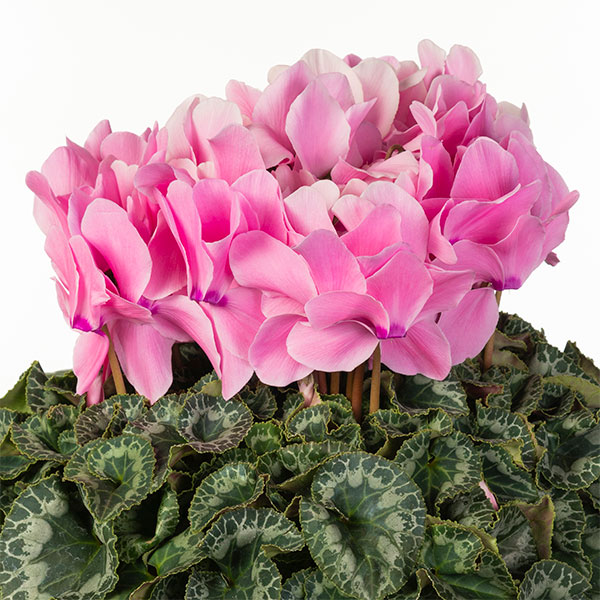 25-04：シクラメン：シューベルト5号鉢植え・佐藤壮真氏