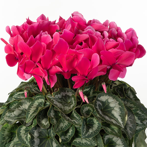 25-06：シクラメン：パステルピンク6号鉢植え・根本雄二氏